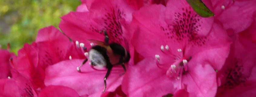 Blume rot mit Hummel